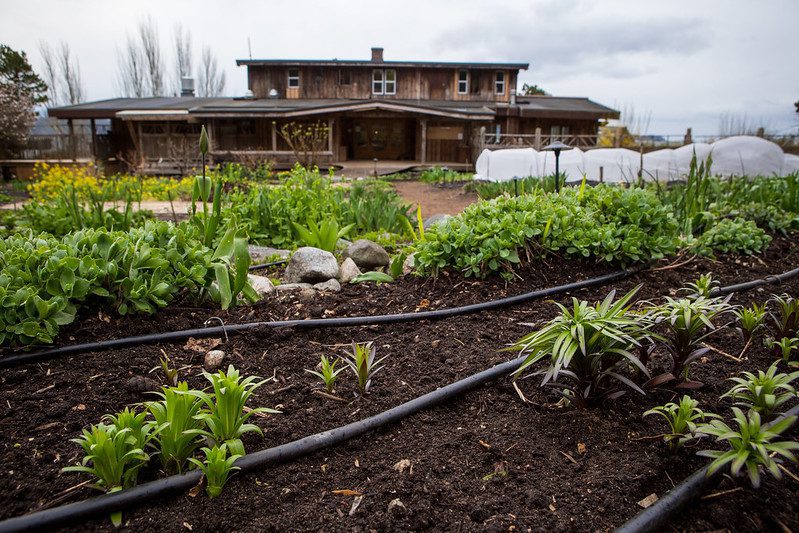 Hollyhock campus garden | Hollyhock
