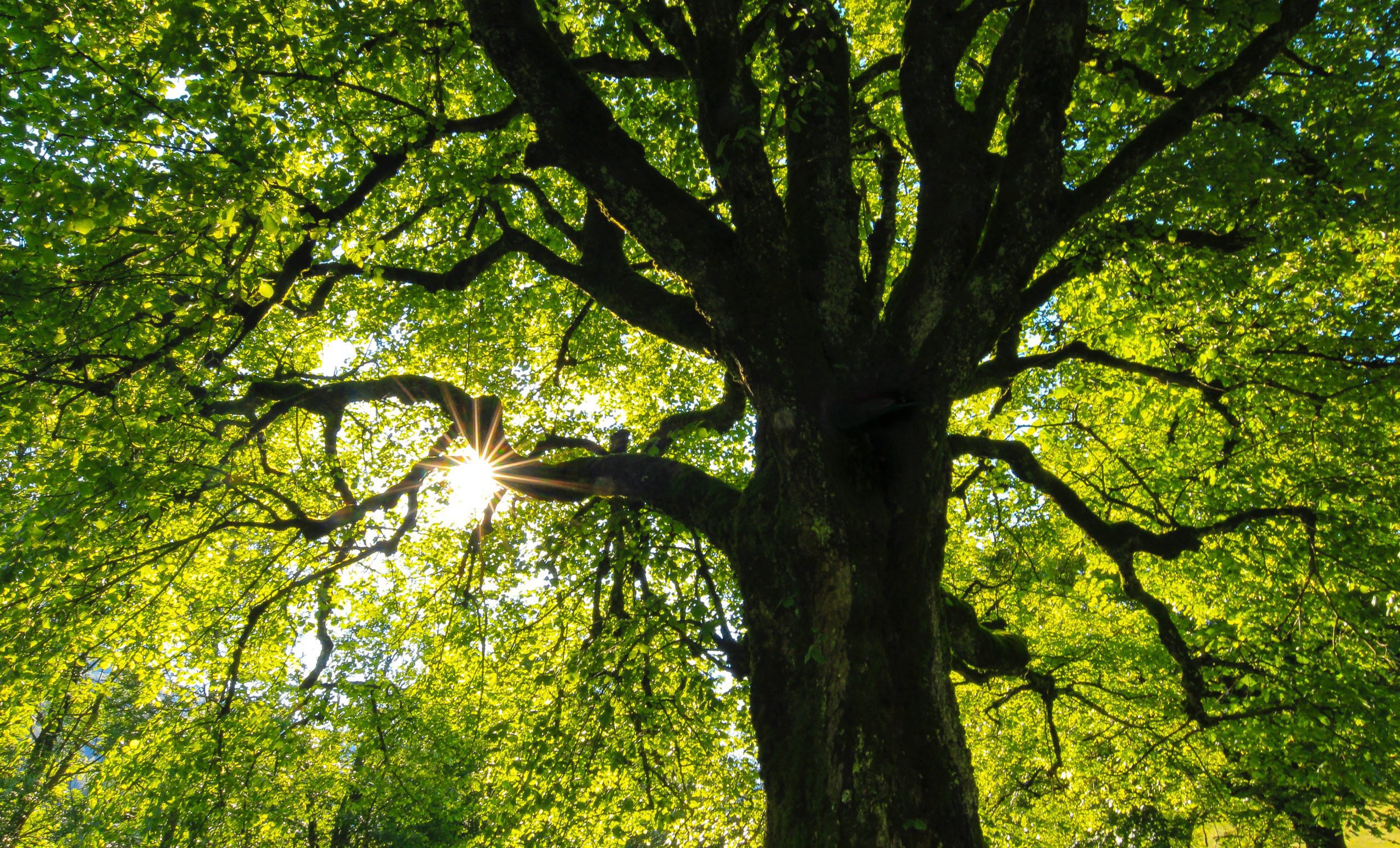 Sunshine through a big green tree