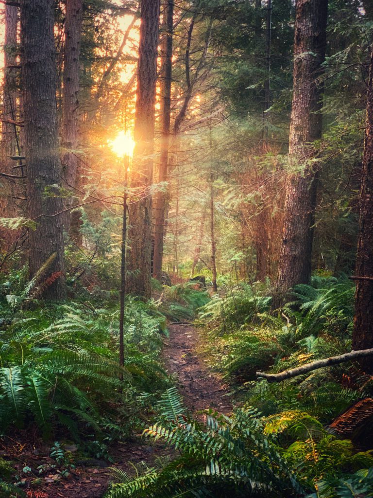 Green forest and Sun