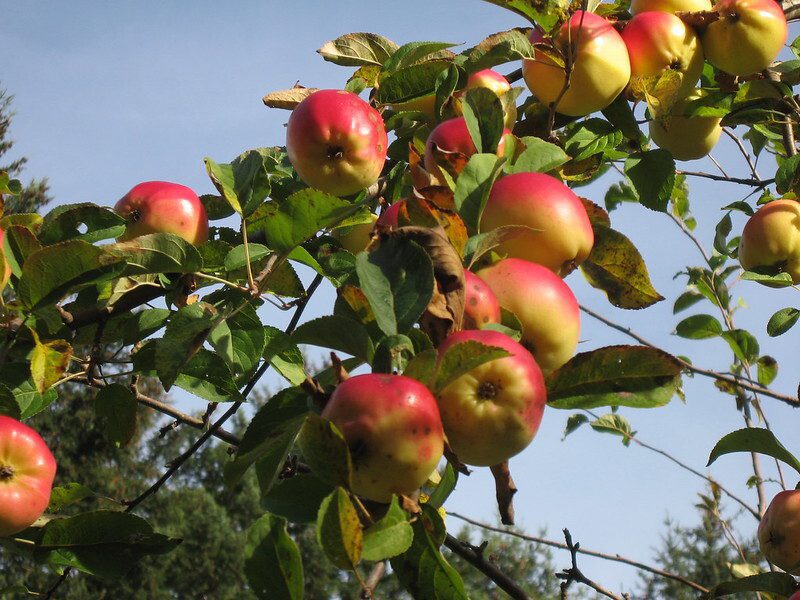 Fall scene, apples on a tree branch at Hollyhock Retreat Centre, on Cortes Island.