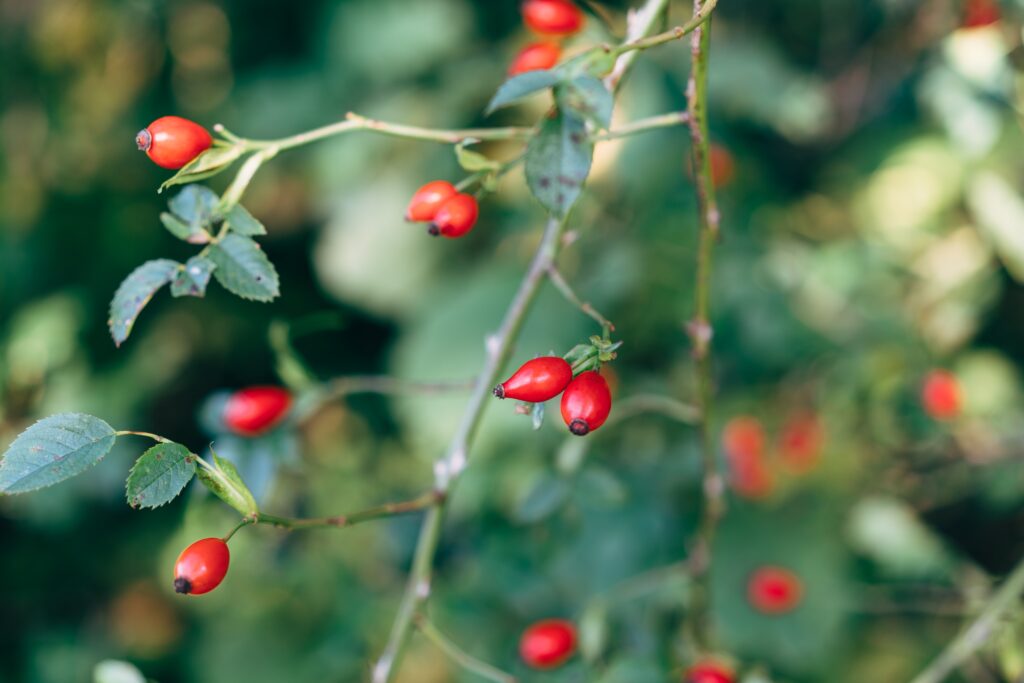 Rosehips on a branch on Hollyhock Retreat Centre Campus, Cortes Island.