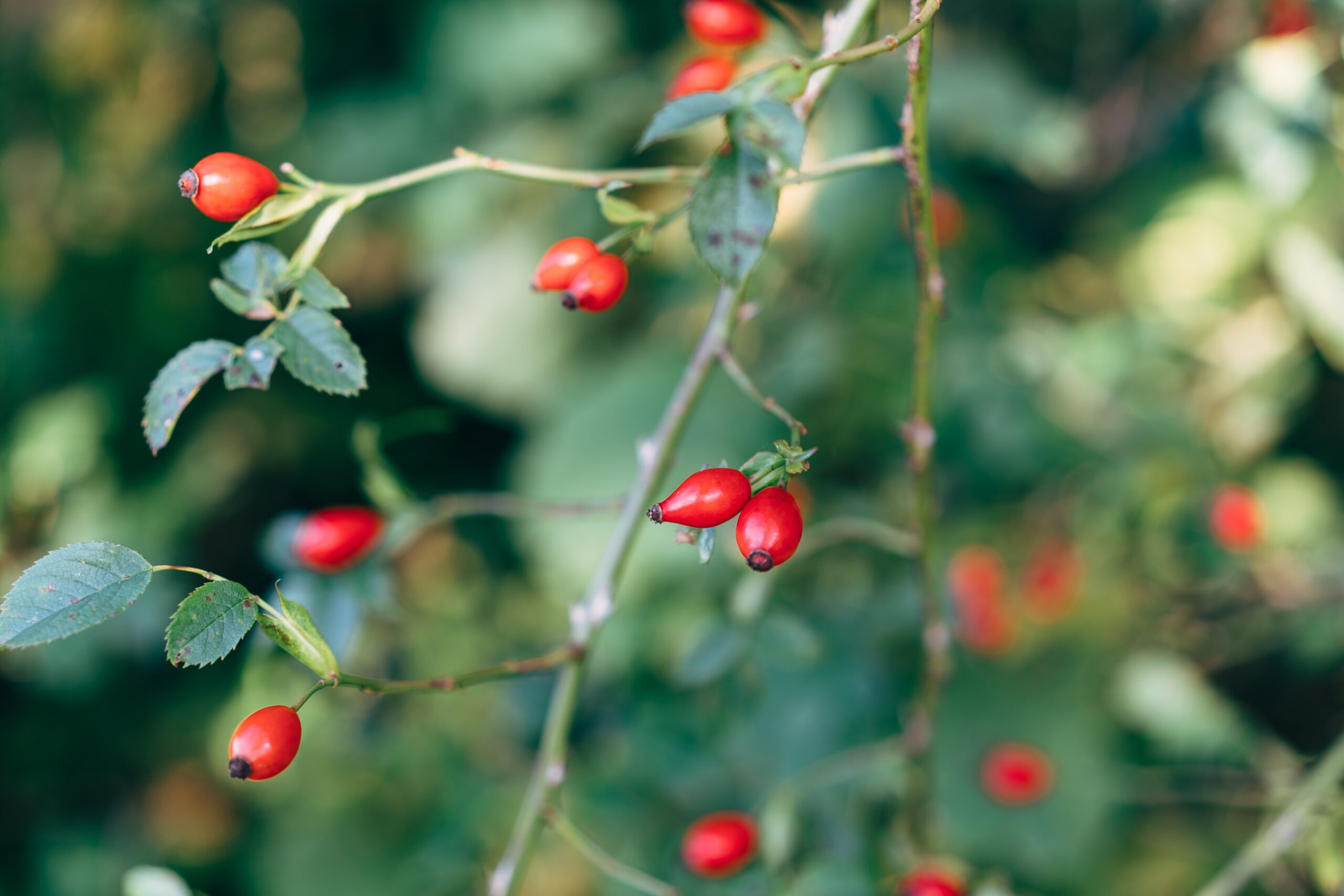 Rosehips on a branch on Hollyhock Retreat Centre Campus, Cortes Island.