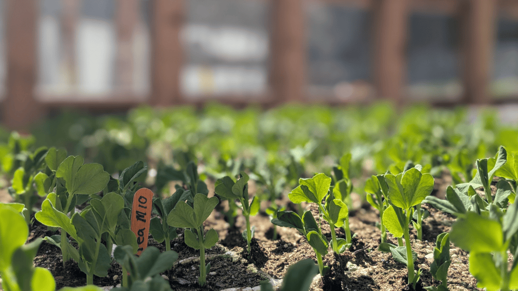 Peas growing in the greenhouse